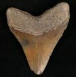 Megalodon Tooth - South Carolina #7493-2